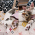 3 Aylık Yavru Kedi ve Anne Kedi Ücretsiz Sahiplendirme-Bursa fotoğraf