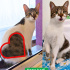 3 Aylık Yavru Kedi ve Anne Kedi Ücretsiz Sahiplendirme-Bursa fotoğraf