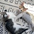 SARI KEDİ İÇİN ACİL SAHİPLENDİRME