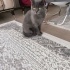 Çok uysal bir kedi fotoğraf
