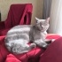 Çok uysal bir kedi fotoğraf