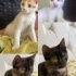 Gittikleri Eve Uğur Getiren Kardeşler fotoğraf