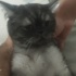 EXOTİC SHORTHAİR KAYSERİ fotoğraf
