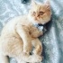 Cana yakın, oyun delisi sadece tek istediği sevgi