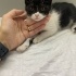🆘 Yuva Aranıyor 🐾 Minik Betty Ömürlük Yuvasını Arıyor! fotoğraf