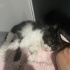 🆘 Yuva Aranıyor 🐾 Minik Betty Ömürlük Yuvasını Arıyor! fotoğraf