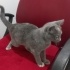 4 aylık yavru kedi fotoğraf