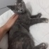 4 aylık yavru kedi fotoğraf