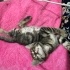 Yavru tekir kedi. Göz tedavisi görüyor fotoğraf