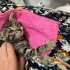 Yavru tekir kedi. Göz tedavisi görüyor fotoğraf