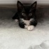 2 aylık yavru kedi yuva arıyor fotoğraf
