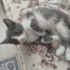 2 AY 1 HAFTALIK BRİTİSH MELEZİ fotoğraf