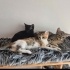 Linda panter ve asil yuva arıyor fotoğraf