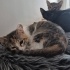 Linda panter ve asil yuva arıyor fotoğraf