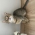 Sokağa gidecek lütfen acil yuva fotoğraf