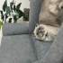 British Shorthair Ücretsiz