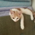 Twetty ve cally yuva ariyor fotoğraf