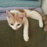 Twetty ve cally yuva ariyor fotoğraf