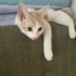 Twetty ve cally yuva ariyor