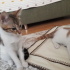Twetty ve cally yuva ariyor fotoğraf