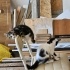 🐾 Anne ve 2 Yavru Kedi Yuvalarını Arıyor! 🐾 fotoğraf