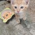 2 aylık yavrular (2 dişi ve 3 erkek) fotoğraf