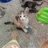 2 aylık yavrular (2 dişi ve 3 erkek) fotoğraf