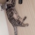TEKiR DiSi 1.5 yasinda KISIR Tüm Asilari tam fotoğraf