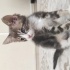 Görme Engelli Bu Minik Yüreğe Yuva Arıyoruz 🐾 fotoğraf