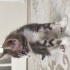 Görme Engelli Bu Minik Yüreğe Yuva Arıyoruz 🐾 fotoğraf