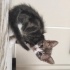 Görme Engelli Bu Minik Yüreğe Yuva Arıyoruz 🐾 fotoğraf