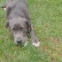 Cane Corsa Yuva Arıyor