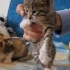 🐾 ÖMÜRLÜK YUVASINI ARAYAN MİNİK BİR KALP 🐾 fotoğraf