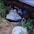 ACİİLL! GEÇİCİ DESTEK YUVASI OLUR MUSUN? fotoğraf