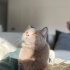 Muhteşem bir kedi fotoğraf