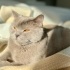Muhteşem bir kedi fotoğraf