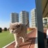 Muhteşem bir kedi fotoğraf