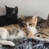 Linda panter ve asil yuva arıyor fotoğraf
