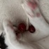 Acil Sahiplendirme Tekil fotoğraf