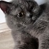 Takip Şartıyla Sahiplendirilecektir – Scottish Fold Erkek Kedi (2 Yaşında) – İst fotoğraf