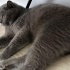 Takip Şartıyla Sahiplendirilecektir – Scottish Fold Erkek Kedi (2 Yaşında) – İst fotoğraf