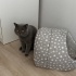 Takip Şartıyla Sahiplendirilecektir – Scottish Fold Erkek Kedi (2 Yaşında) – İst fotoğraf