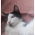 Bir gözü görmeyen yavru kedi için acil yuva fotoğraf