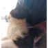 Bir gözü görmeyen yavru kedi için acil yuva fotoğraf