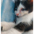 Bir gözü görmeyen yavru kedi için acil yuva fotoğraf