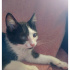 Bir gözü görmeyen yavru kedi için acil yuva fotoğraf