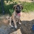 Aşıları tam kangal mix minik kıza yuva
