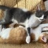 Çok oyuncu mırmır bir kedi ve kız kardeşi ile oynamayı çok seviyor