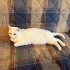 UYKUCU KIZIMIZ GÜLBEYAZ KALICI YUVASINI ARIYOR fotoğraf