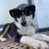 Husky-Çoban köpeği mix 5 aylık Yuva Arıyor ✨